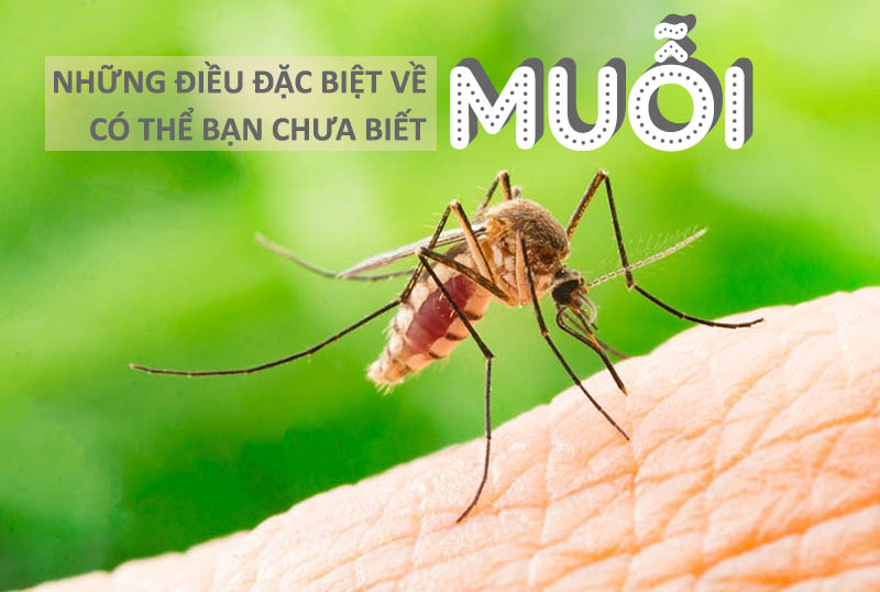 Loài muỗi và những điều đặc biệt về muỗi có thể bạn chưa biết